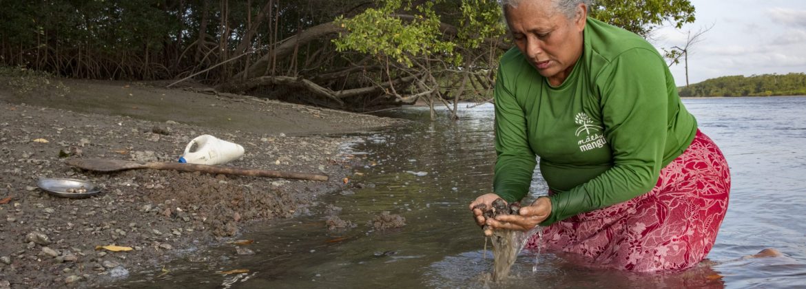 Brazil - Amazon Coast
LOCAL: RESEX Viriandeua - Pará. Bragantina region. 
Areião Community
Name: Rosa dos Reis Albuquerque (Local leaders) harvesting sarnambi (thick lucine)
Key words: mangroves, climate change, sustainable small-scale fishery
Message/FF: New RESEX of Viriandeua  was created in March, 21 - 2024 — Viriandeua comprises three areas totaling 34,191 hectares in the municipalities of Salinópolis and São João de Pirabas, with around 3,100 families. Creation and strengthening of MPA is fundamental to the protection of the socio biodiversity in Amazon Coast.
DATE: August, 2024