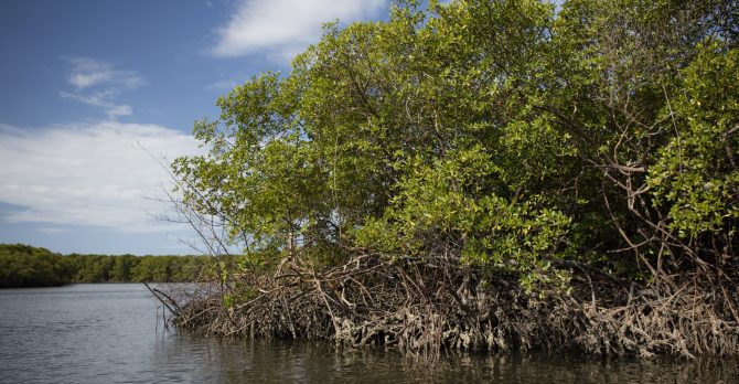 Tema: Reserva Extrativista Marinha de Canavieiras. Manguezais nos arredores da Comunidade de Campinhos
Local: Canavieiras/BA
Data: OUT/2015
Autor: Enrico Marone

Subject: Marine extractive reserves of Canavieiras –Campinhos community
Where: Canavieiras/BA
Date: OCT//2015