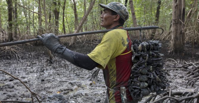 Tema: Reginaldo da Silva - pescador de caranguejo da comuniade de Tamatateua - 45 anos. Cambada- técnica de amarração dos caranguejos
Local: BRASIL/PA - RESEX Caeté-Taperacu
Data: Nov/2018
Foto/Photo: Enrico Marone

Subject: Reginaldo Silva crab fisherman from Tamatateua community – 45 years old. Cast – crab tying technique
Where: BRAZIL/Pará - RESEX Caeté-Taperacu
Date:Nov/2018